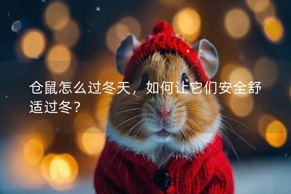 仓鼠怎么过冬天，如何让它们安全舒适过冬？