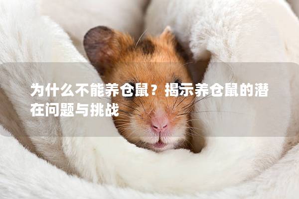 为什么不能养仓鼠？揭示养仓鼠的潜在问题与挑战
