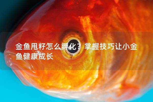 金鱼甩籽怎么孵化？掌握技巧让小金鱼健康成长