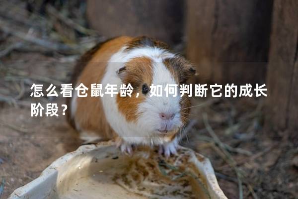 怎么看仓鼠年龄，如何判断它的成长阶段？