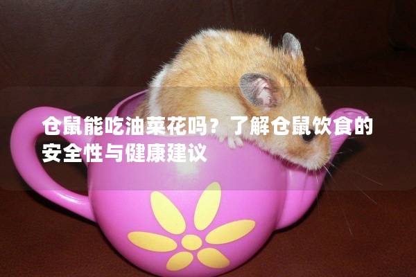 仓鼠能吃油菜花吗？了解仓鼠饮食的安全性与健康建议
