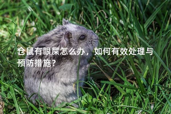 仓鼠有眼屎怎么办，如何有效处理与预防措施？