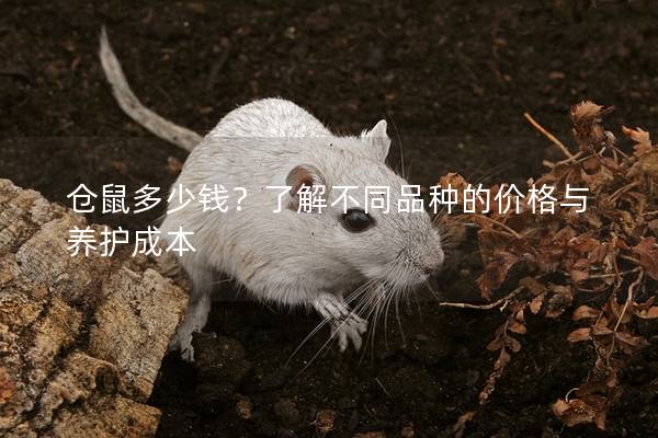 仓鼠多少钱？了解不同品种的价格与养护成本