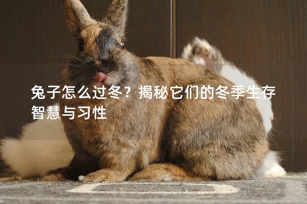 兔子怎么过冬？揭秘它们的冬季生存智慧与习性