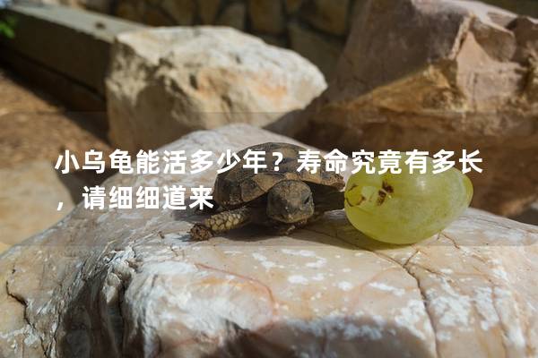 小乌龟能活多少年？寿命究竟有多长，请细细道来