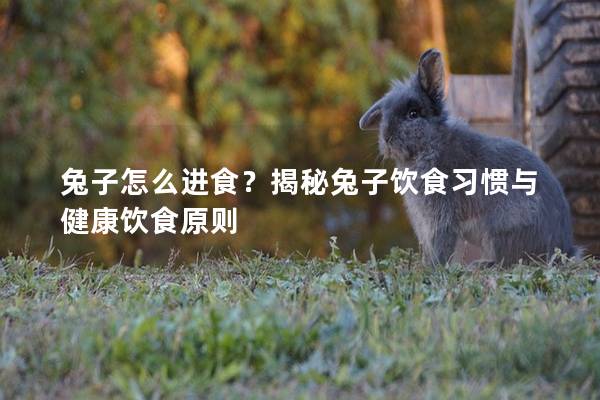 兔子怎么进食？揭秘兔子饮食习惯与健康饮食原则