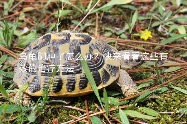 乌龟脚肿了怎么办？快来看看这些有效的治疗方法