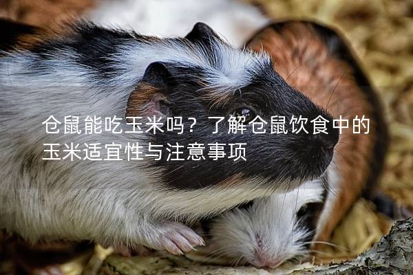 仓鼠能吃玉米吗？了解仓鼠饮食中的玉米适宜性与注意事项