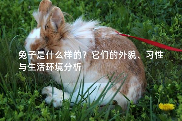 兔子是什么样的？它们的外貌、习性与生活环境分析