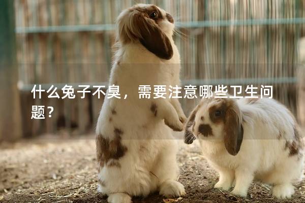 什么兔子不臭，需要注意哪些卫生问题？