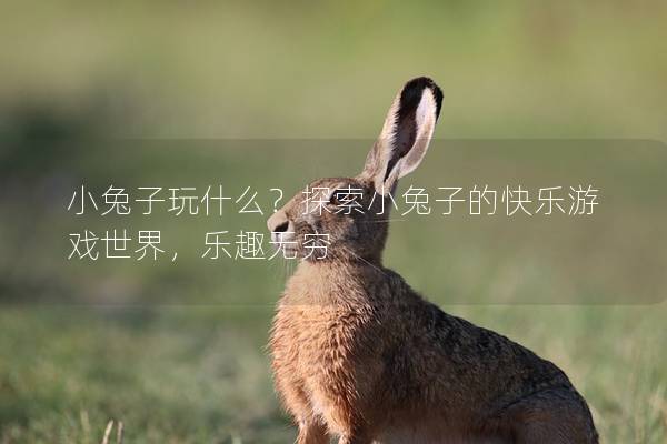小兔子玩什么？探索小兔子的快乐游戏世界，乐趣无穷