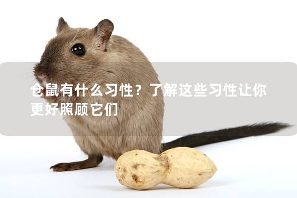 仓鼠有什么习性？了解这些习性让你更好照顾它们
