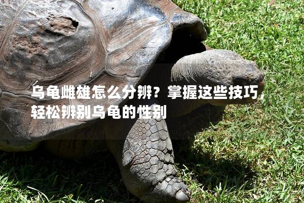 乌龟雌雄怎么分辨？掌握这些技巧，轻松辨别乌龟的性别