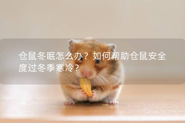 仓鼠冬眠怎么办？如何帮助仓鼠安全度过冬季寒冷？