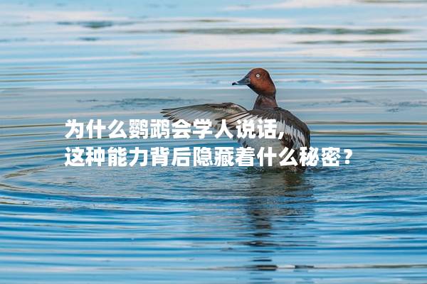 为什么鹦鹉会学人说话, 这种能力背后隐藏着什么秘密？