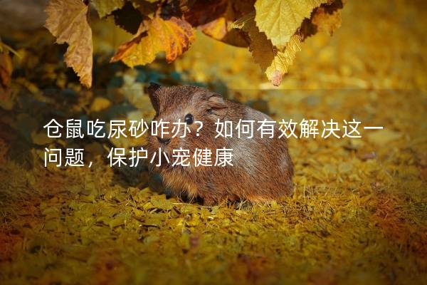 仓鼠吃尿砂咋办？如何有效解决这一问题，保护小宠健康