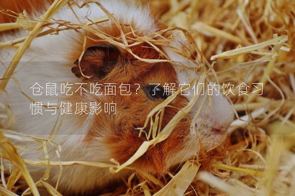 仓鼠吃不吃面包？了解它们的饮食习惯与健康影响