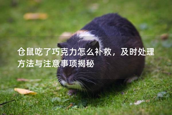 仓鼠吃了巧克力怎么补救，及时处理方法与注意事项揭秘