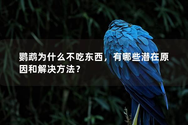 鹦鹉为什么不吃东西，有哪些潜在原因和解决方法？