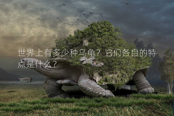 世界上有多少种乌龟？它们各自的特点是什么？