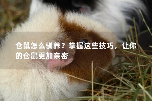 仓鼠怎么驯养？掌握这些技巧，让你的仓鼠更加亲密