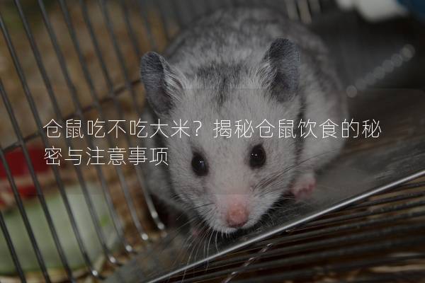 仓鼠吃不吃大米？揭秘仓鼠饮食的秘密与注意事项