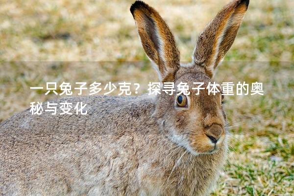 一只兔子多少克？探寻兔子体重的奥秘与变化