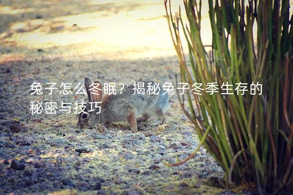 兔子怎么冬眠？揭秘兔子冬季生存的秘密与技巧