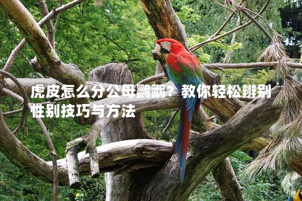 虎皮怎么分公母鹦鹉？教你轻松辨别性别技巧与方法