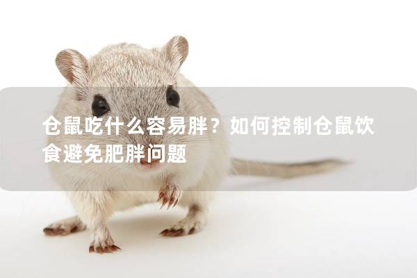 仓鼠吃什么容易胖？如何控制仓鼠饮食避免肥胖问题
