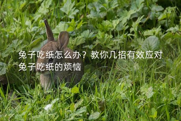 兔子吃纸怎么办？教你几招有效应对兔子吃纸的烦恼