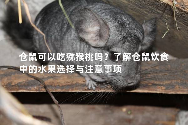 仓鼠可以吃猕猴桃吗？了解仓鼠饮食中的水果选择与注意事项