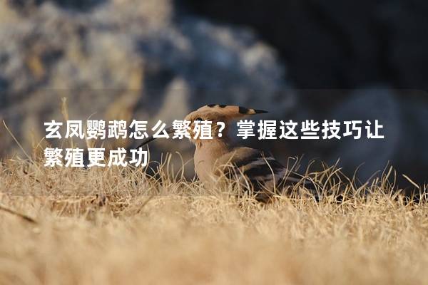 玄凤鹦鹉怎么繁殖？掌握这些技巧让繁殖更成功