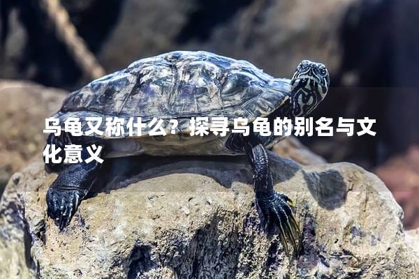 乌龟又称什么？探寻乌龟的别名与文化意义