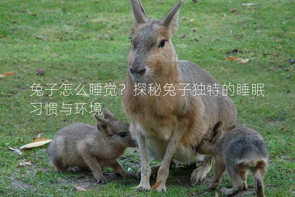 兔子怎么睡觉？探秘兔子独特的睡眠习惯与环境