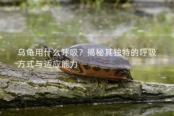 乌龟用什么呼吸？揭秘其独特的呼吸方式与适应能力