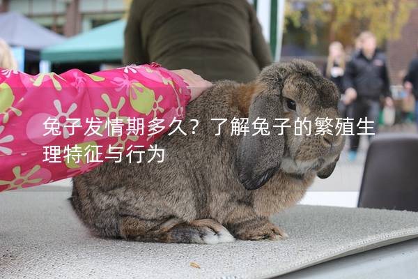 兔子发情期多久？了解兔子的繁殖生理特征与行为