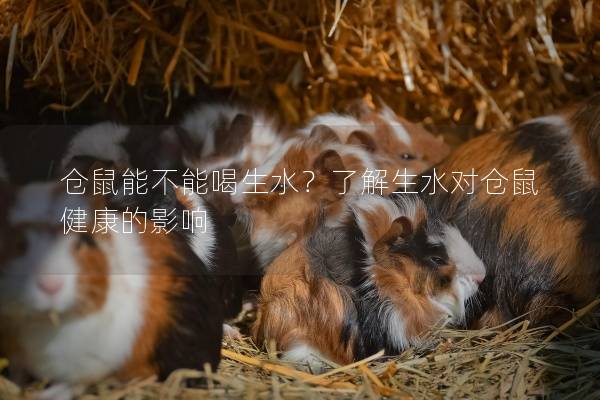 仓鼠能不能喝生水？了解生水对仓鼠健康的影响