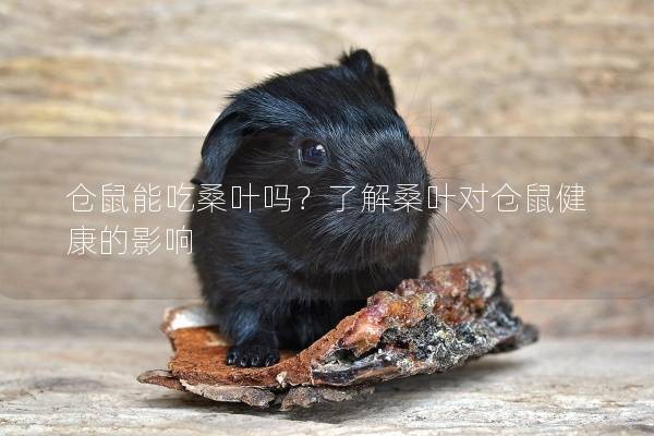 仓鼠能吃桑叶吗？了解桑叶对仓鼠健康的影响