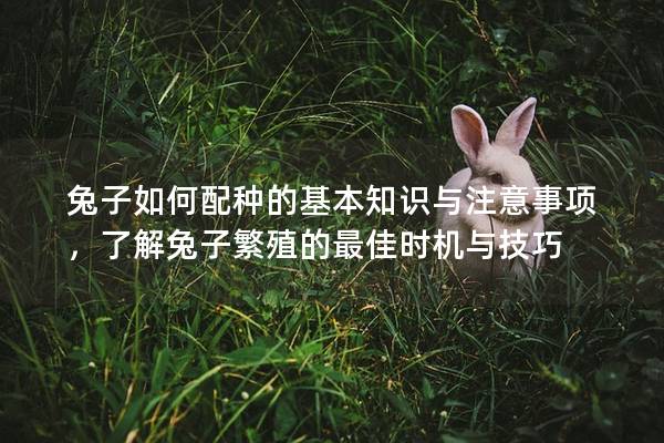 兔子如何配种的基本知识与注意事项，了解兔子繁殖的最佳时机与技巧