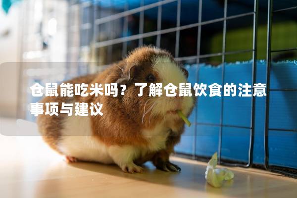 仓鼠能吃米吗？了解仓鼠饮食的注意事项与建议