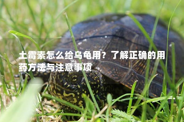 土霉素怎么给乌龟用？了解正确的用药方法与注意事项