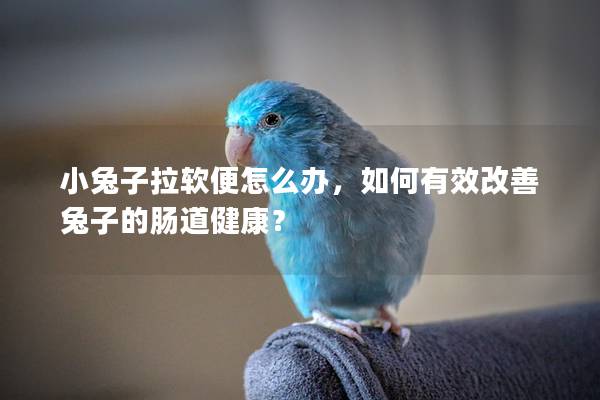 小兔子拉软便怎么办，如何有效改善兔子的肠道健康？