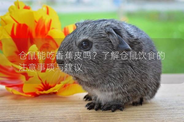仓鼠能吃香蕉皮吗？了解仓鼠饮食的注意事项与建议