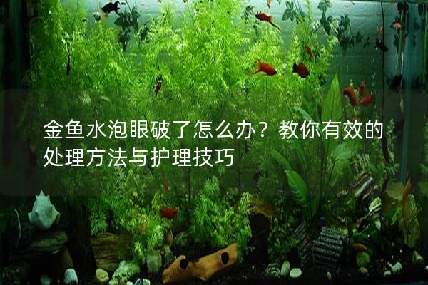 金鱼水泡眼破了怎么办？教你有效的处理方法与护理技巧