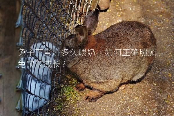 兔子下崽后多久喂奶，如何正确照顾兔宝宝成长？