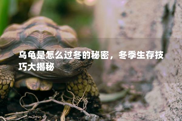 乌龟是怎么过冬的秘密，冬季生存技巧大揭秘