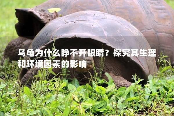 乌龟为什么睁不开眼睛？探究其生理和环境因素的影响