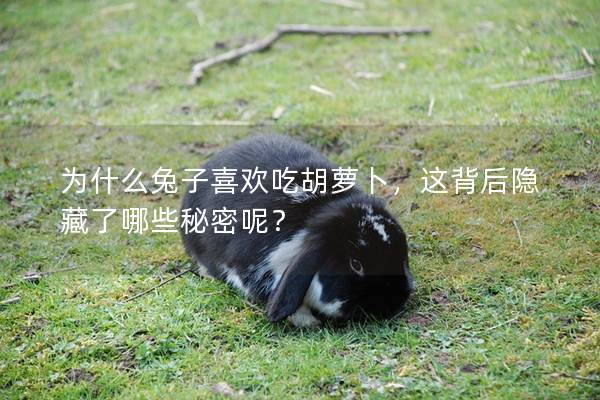 为什么兔子喜欢吃胡萝卜，这背后隐藏了哪些秘密呢？