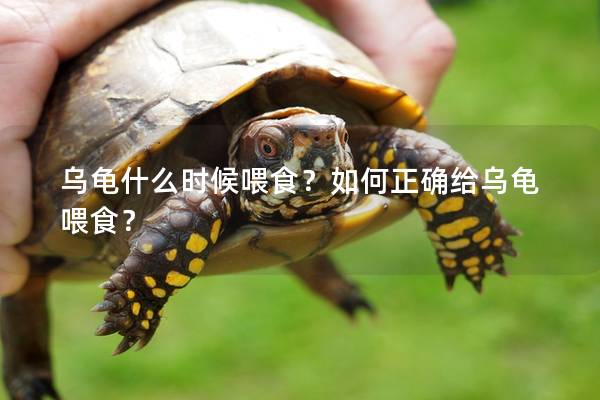 乌龟什么时候喂食？如何正确给乌龟喂食？